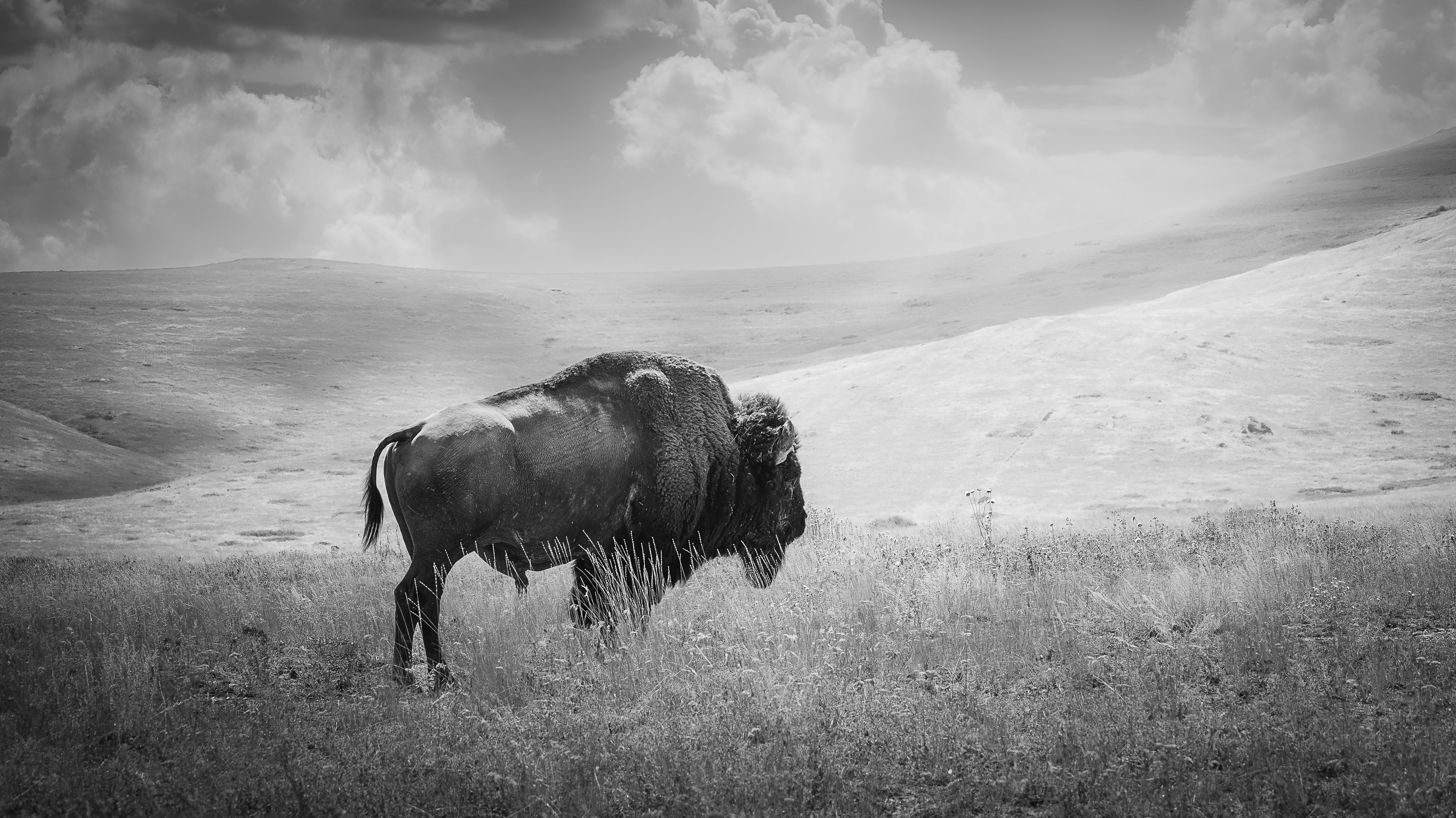 Buffalo Dreams