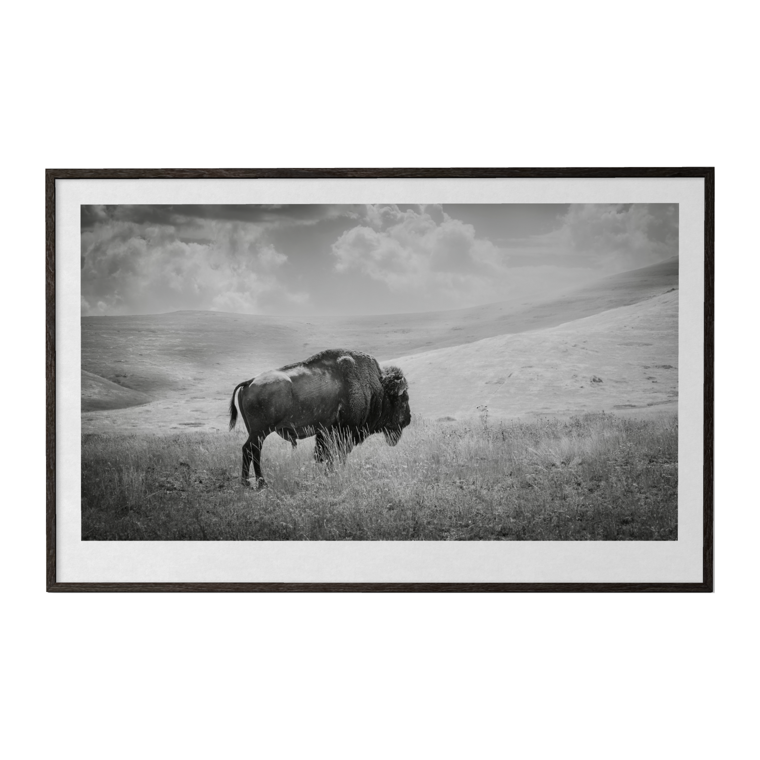 Buffalo Dreams