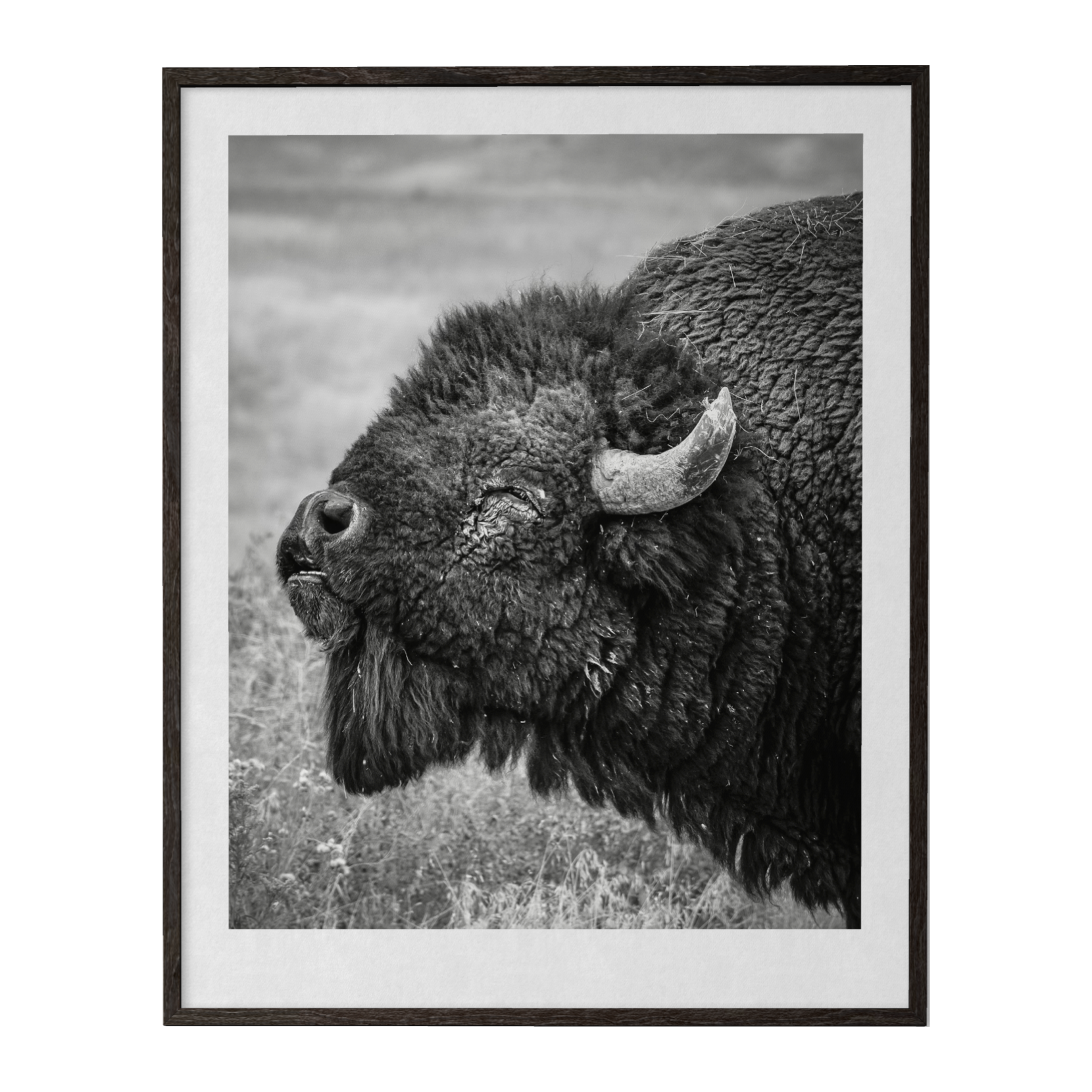 Buffalo Song
