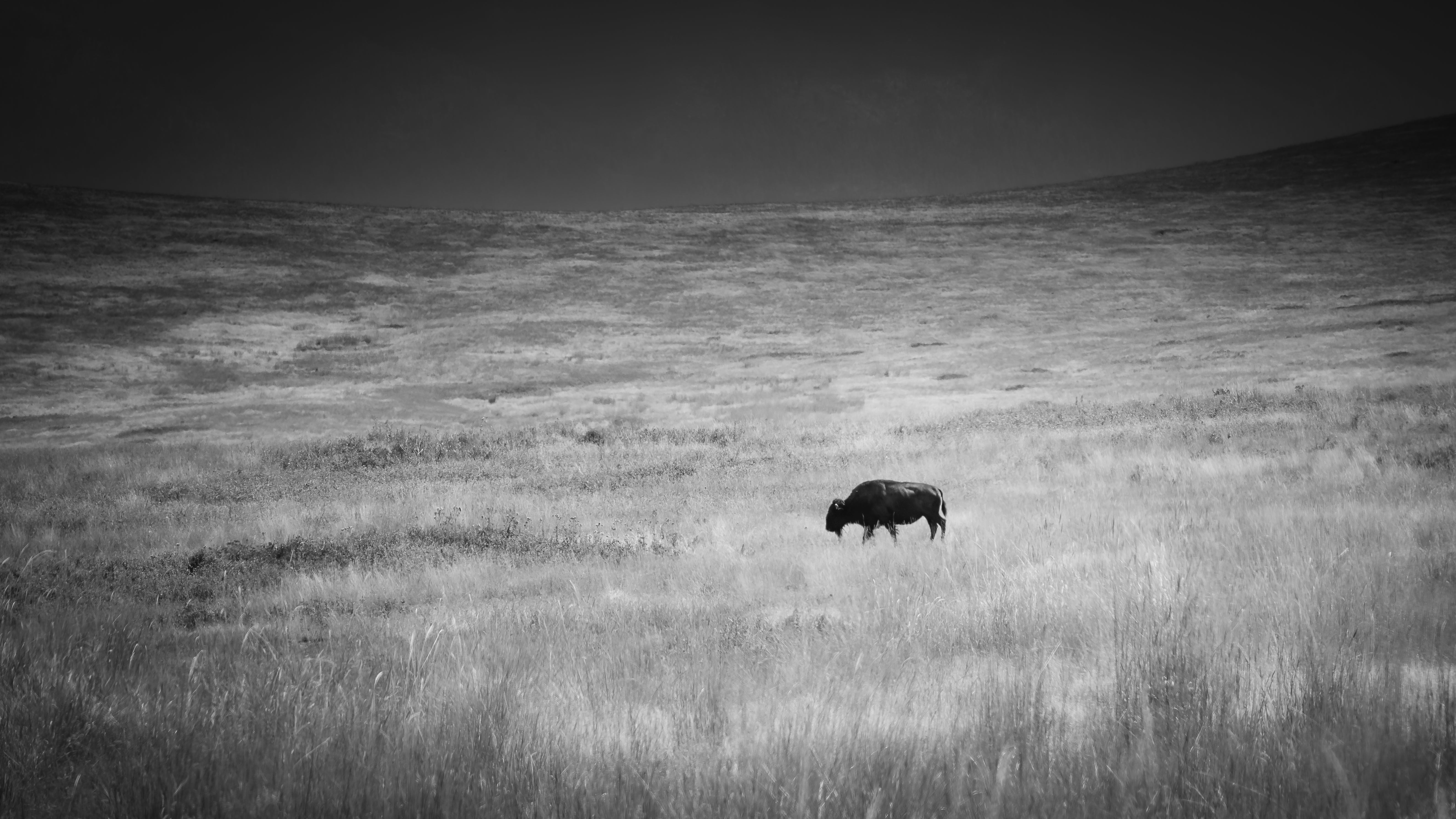 Lone Wanderer