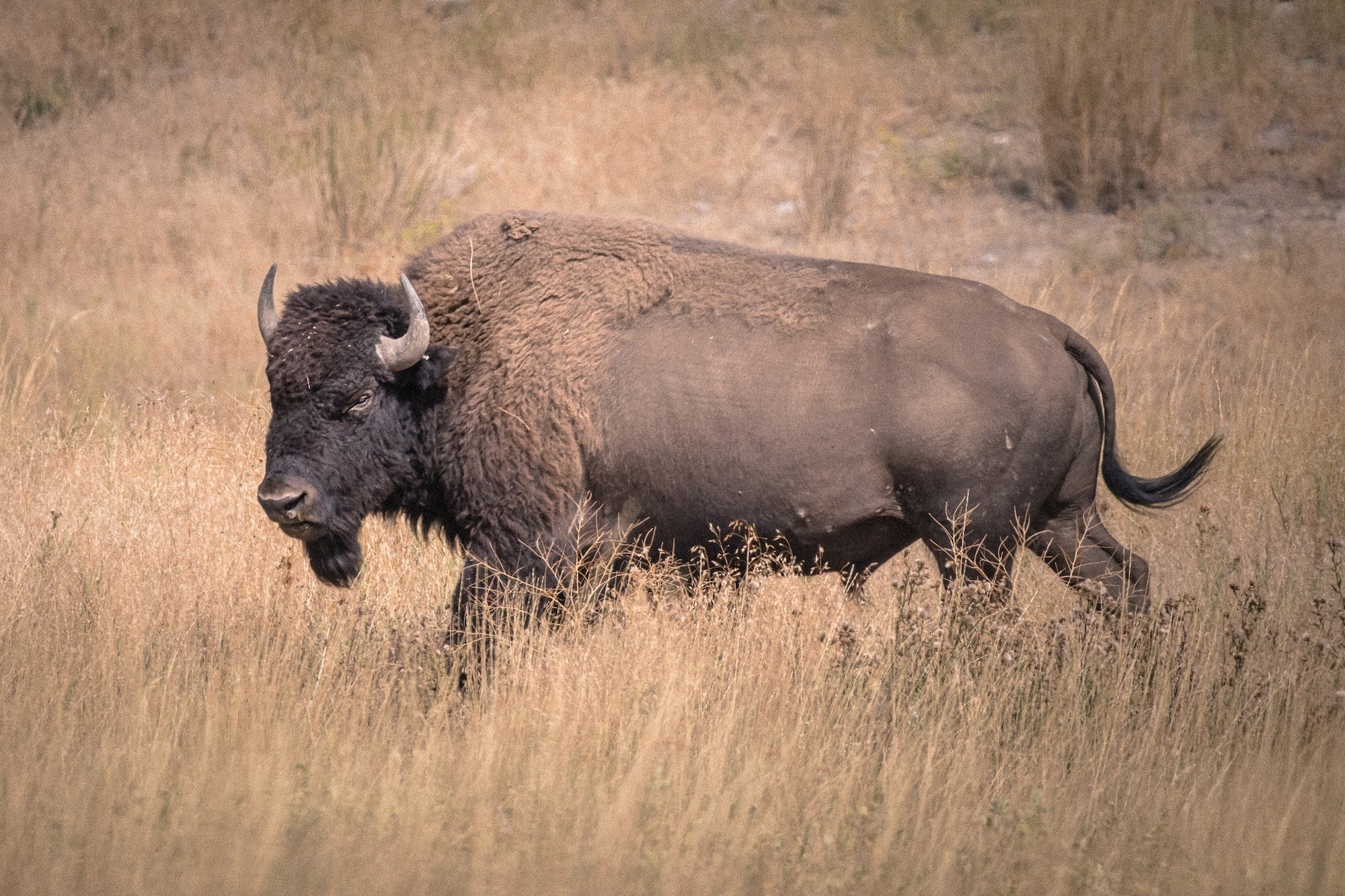 Buffalo Dreams Volume 2