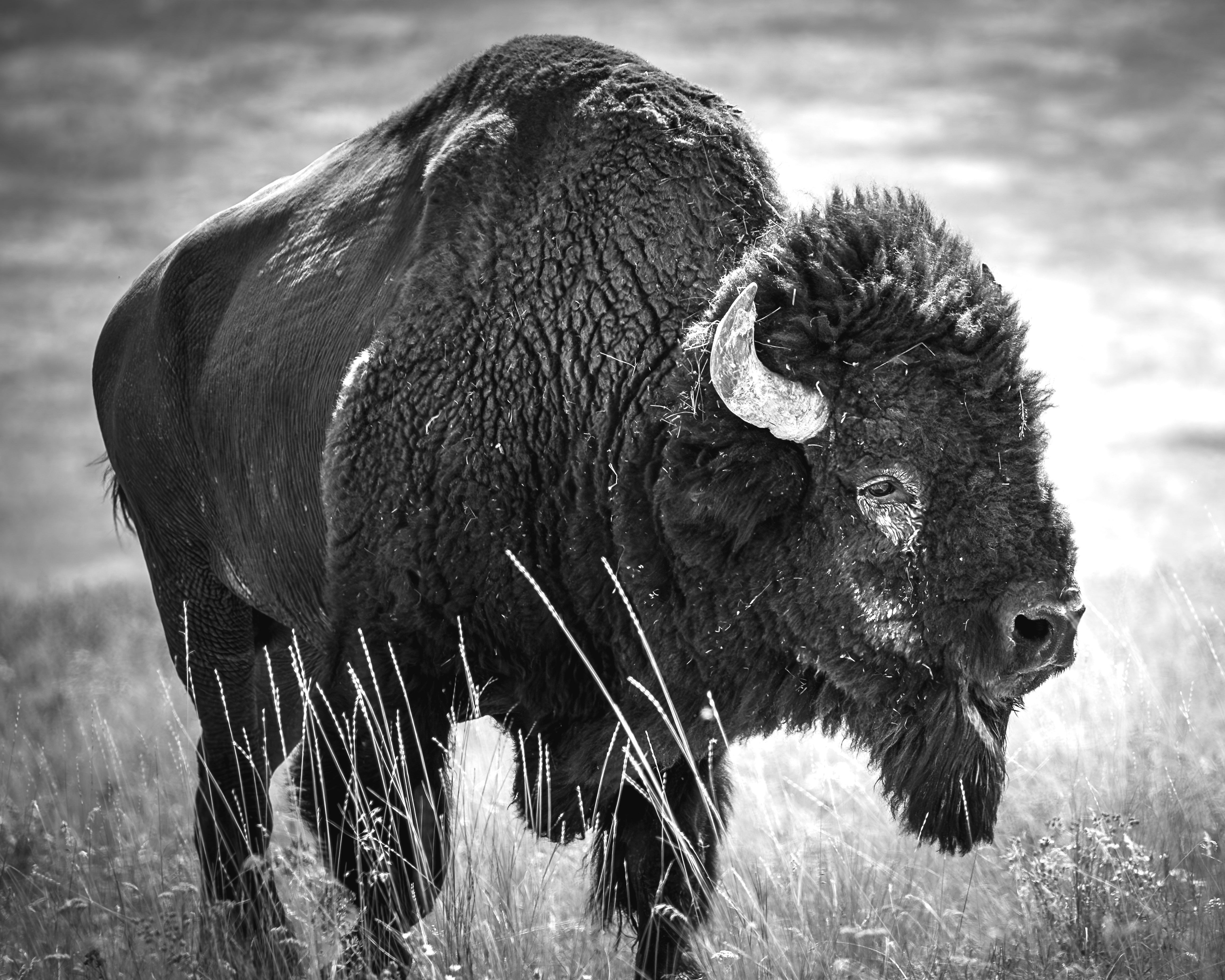 Buffalo Dreams: Volume I