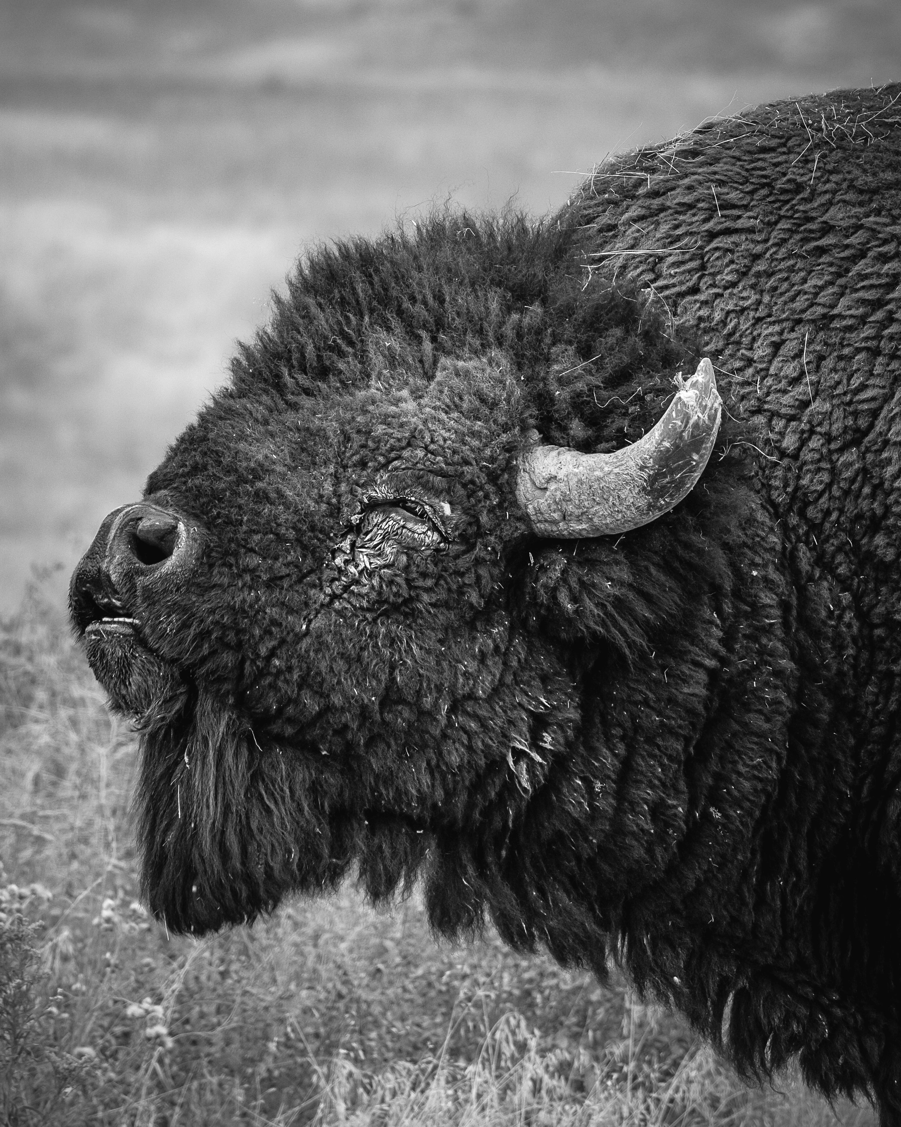 Buffalo Song